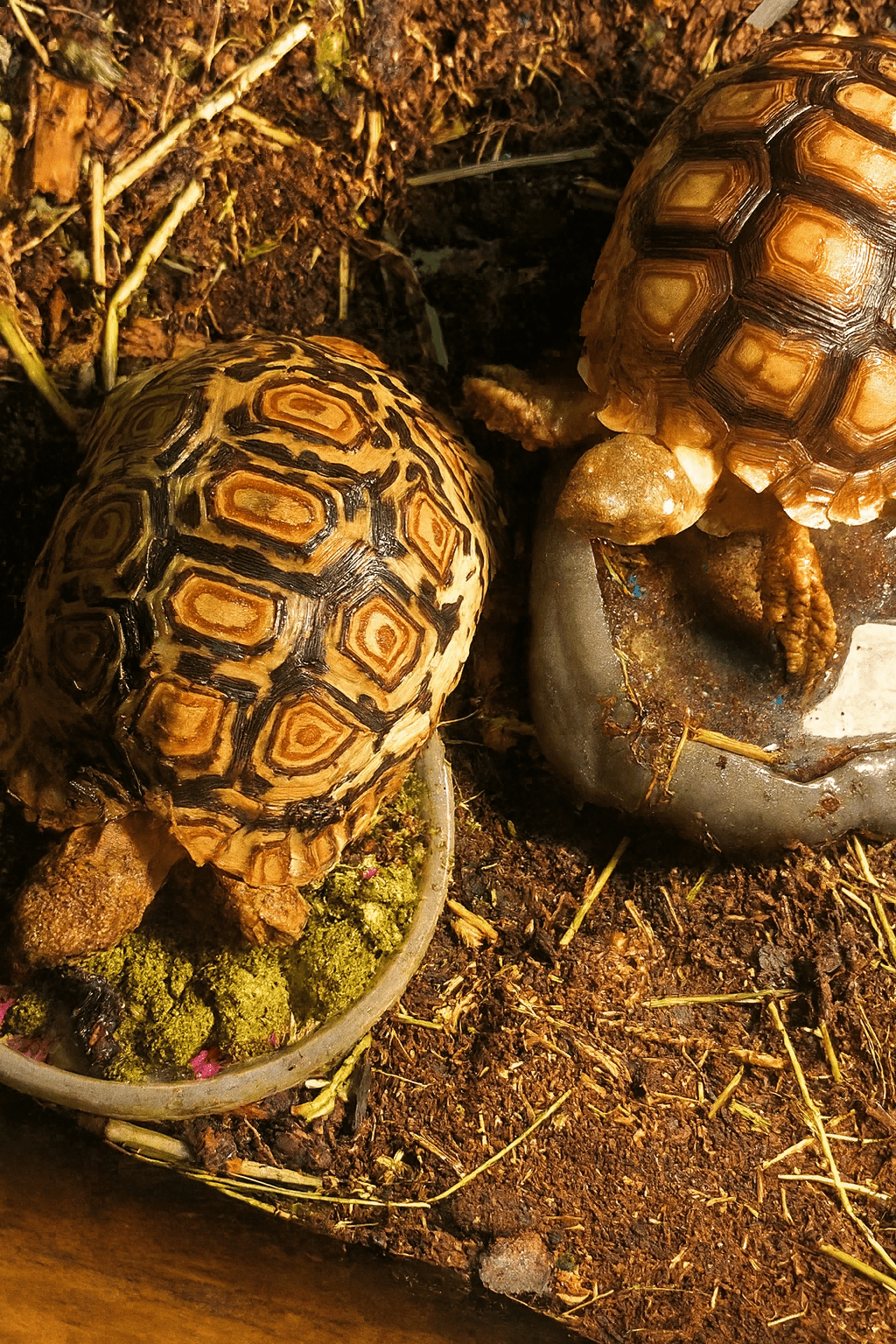 Hay-Based Tortoise Food, 12 oz High-Fiber Grassland Grazing Blend That Soaks Soft in Minutes source image 2