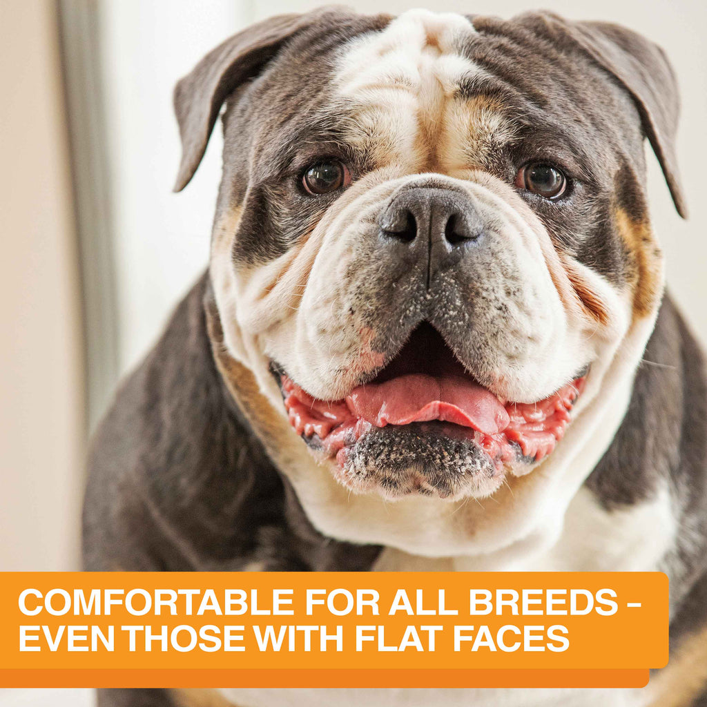 Slow Feeder Dog Bowl, Nine-Peak Non-Skid Two-Cup Design for Flat-Faced and Fast-Eating Dogs source image 2
