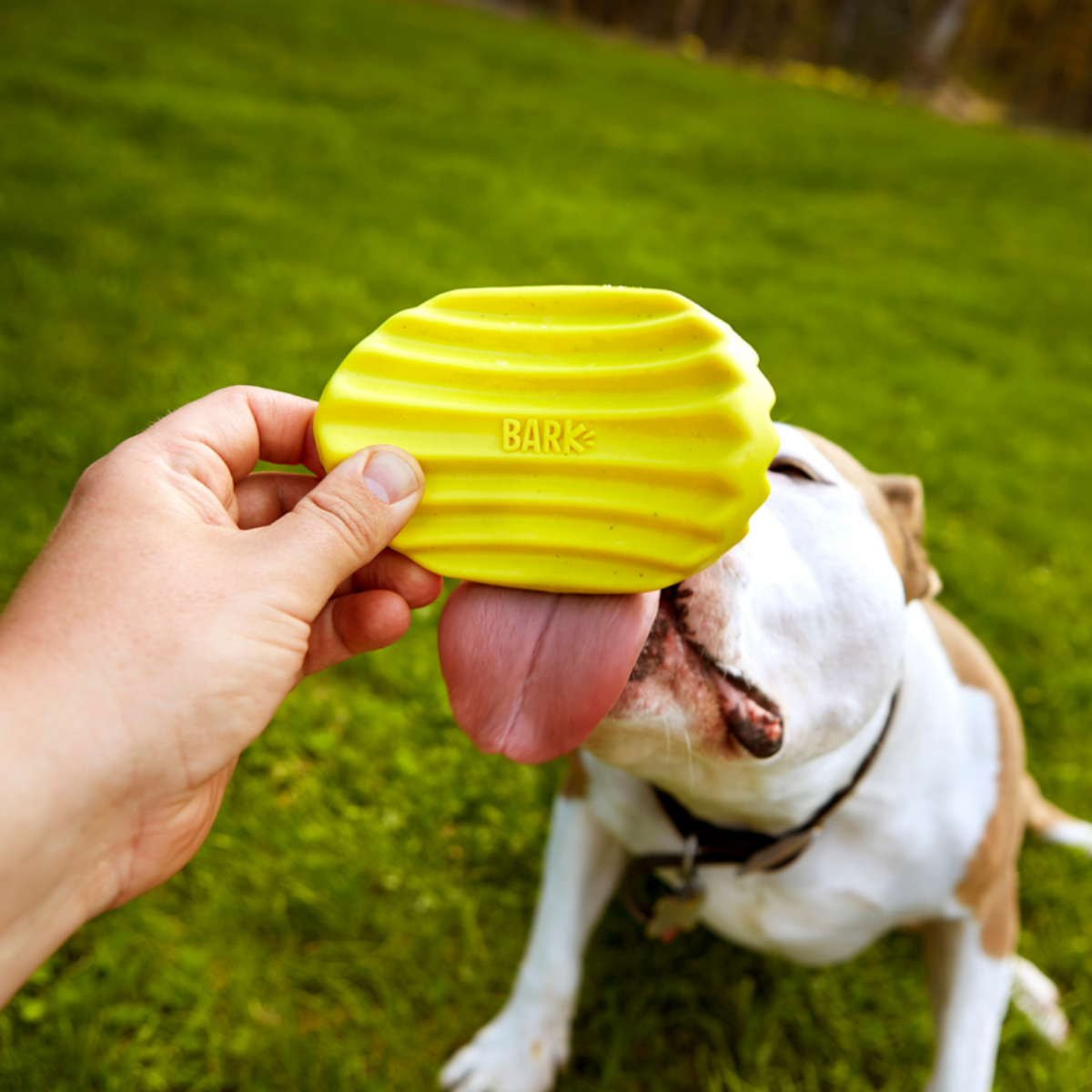 Nylon Dog Chew Toy Shaped Like a Potato Chip, Cheese-Scented Texture in Small and Medium/Large Sizes source image 2