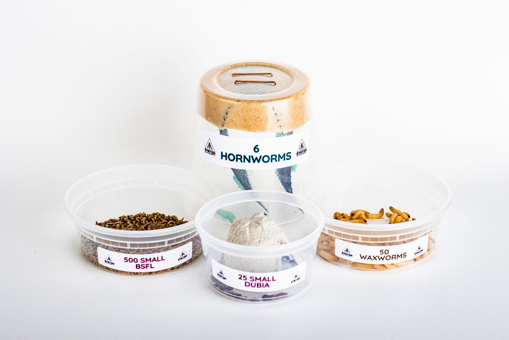Live Feeder Insect Variety Pack for Reptiles, Combining Larvae, Roaches, Hornworms and Waxworms source image 2
