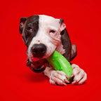 Natural Rubber Pickle Dog Toy for Gnawing and Fetch Play, Squeaky Wobble Design in Three Sizes source image 2