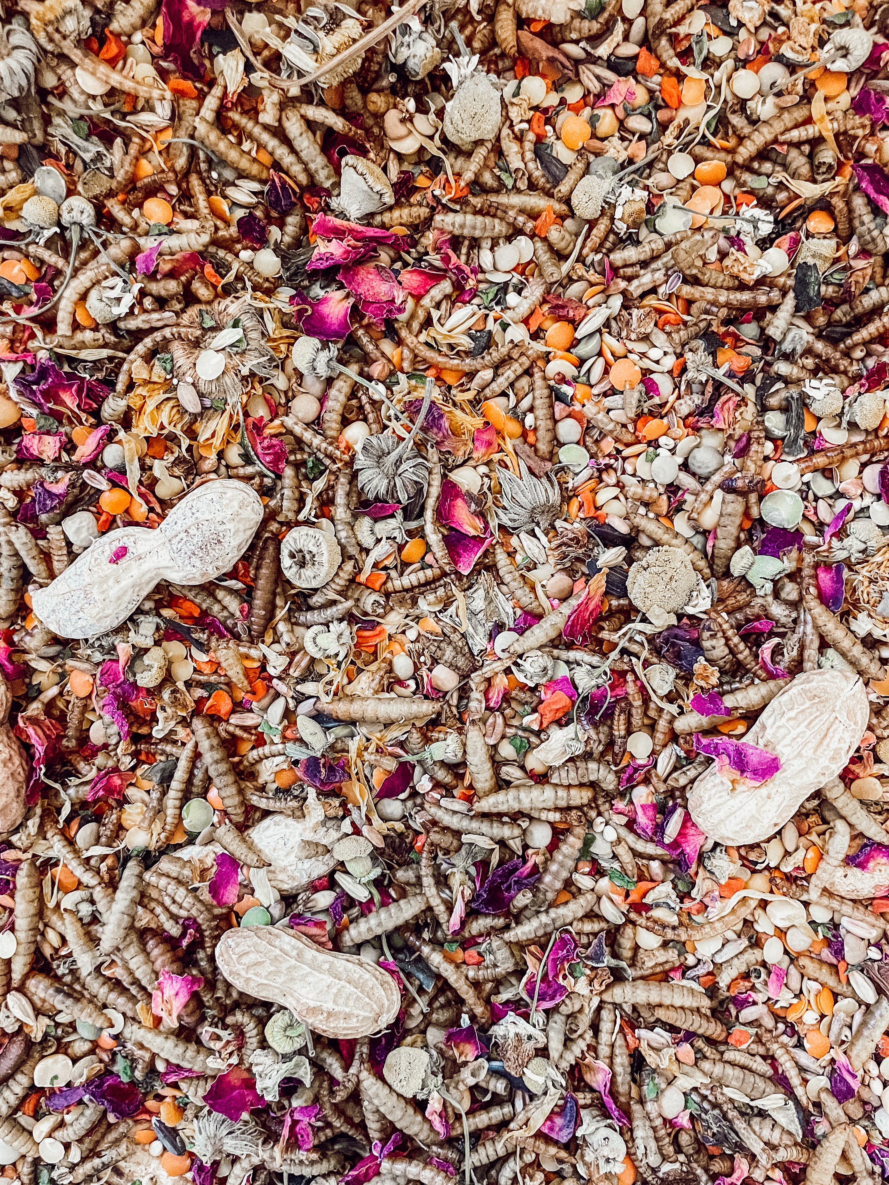 Organic Hamster and Gerbil Food Mix, 1 lb Blend of Seeds, Grains, Legumes and Tea-Grade Flowers source image 2