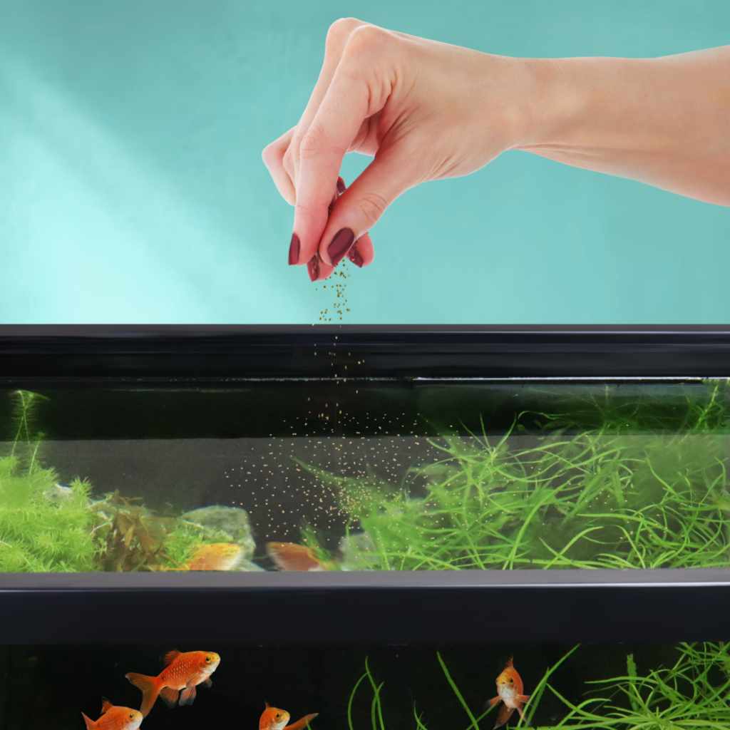 Floating Fish Food Pellets for 1- to 4-Inch Community Fish, High-Protein Formula in Three Sizes source image 2