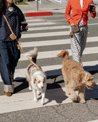 Hands-Free Dog Leash in Espresso Brown, Four Convertible Carry Modes in Standard and Wide Widths source image 2