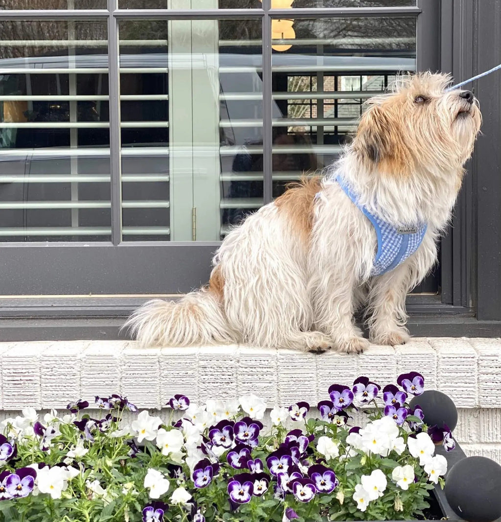 Gingham Step-In Dog Harness, Soft Adjustable Mesh Walking Vest in Five Colors for Dogs from 3 to 40 Pounds source image 2