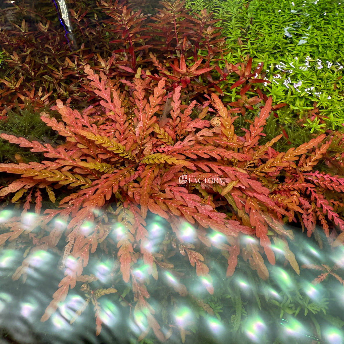 Hygrophila Pinnatifida Live Aquarium Plant, Bronze Fern-Like Foliage for Midground or Hardscape Growth source image 2