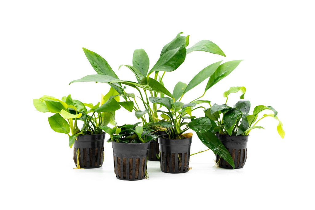 Assorted Live Anubias Aquarium Plant Pack for Low-Light Freshwater Tanks and Natural Aquascapes source image 2