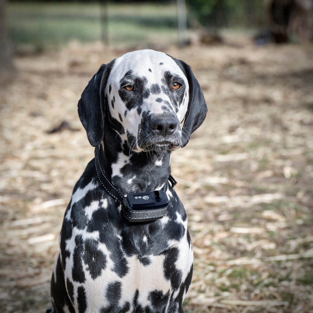 Rechargeable Electric Dog Fence System with Heavy-Duty Boundary Wire for One to Three Dogs and Large Yards source image 2