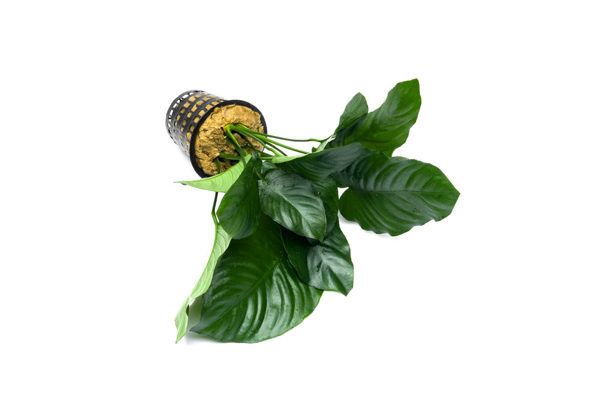 Live Anubias Aquarium Plant, Broad Leaf Mother Pot with Mature Rhizomes for Low-Light Freshwater Tanks source image 2