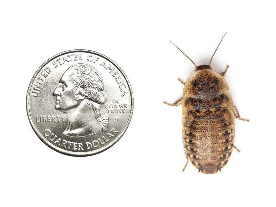 Large Live 1-Inch Dubia Roaches for Reptiles and Exotic Pets, Packaged in Feeder Counts from 25 to 5,000 product image 2