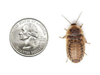 Large Live 1-Inch Dubia Roaches for Reptiles and Exotic Pets, Packaged in Feeder Counts from 25 to 5,000 product image 2
