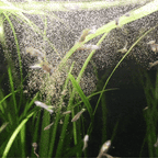 Small Fish and Shrimp Feed product image 2