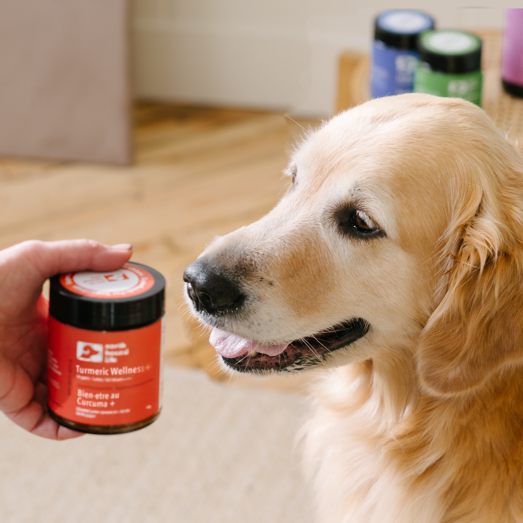Turmeric Wellness Powder for Dogs product image 2