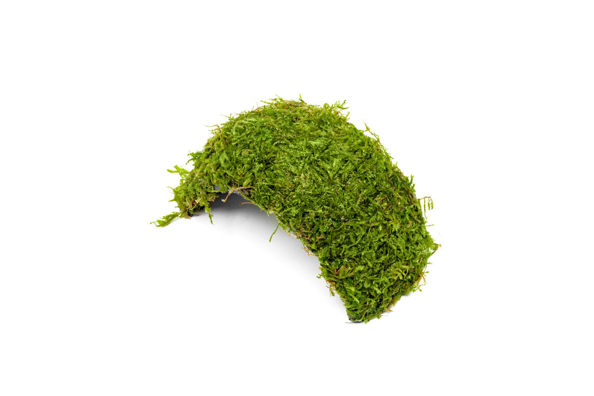 Christmas Moss Coconut Aquarium Bridge product image 2