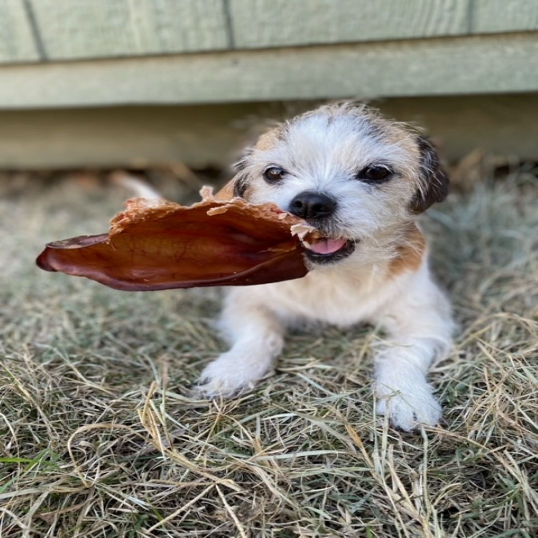 Slow-Smoked Pig Ear Dog Chews product image 2