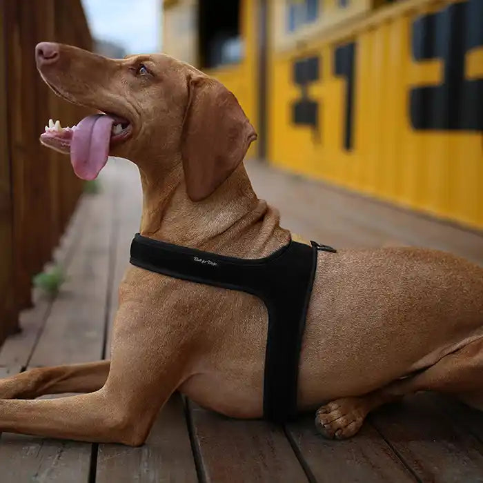 Lightweight Air Mesh Dog Harness product image 2