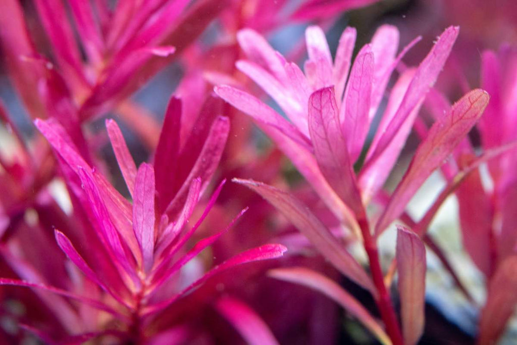 Red Rotala Aquarium Stem Plant product image 2