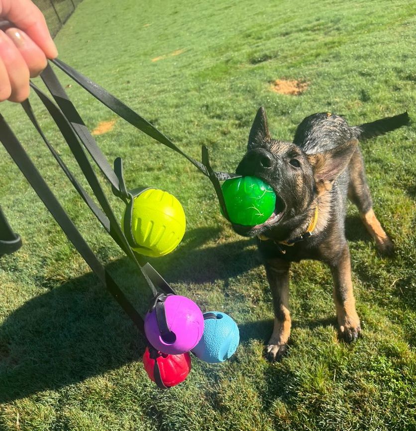 Replacement BioThane Dog Ball Strap product image 2