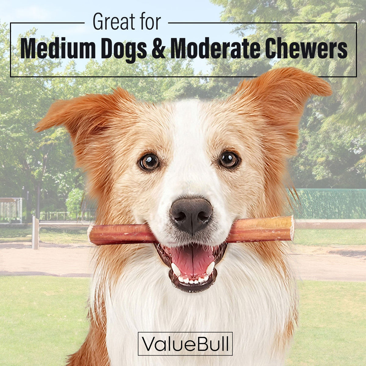 Medium 6-Inch Bully Stick Dog Chews product image 2