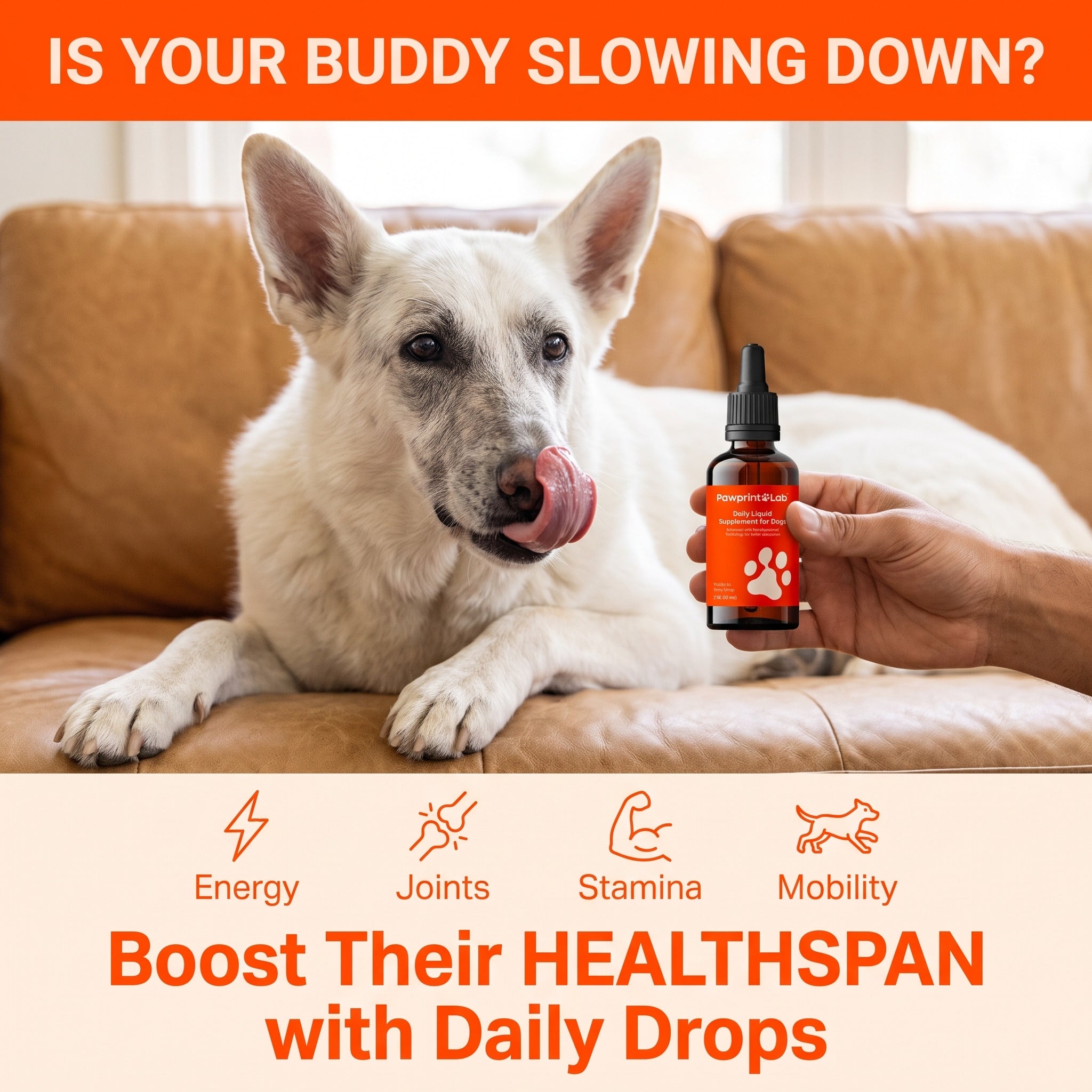 Liquid Dog Wellness Supplement product image 2