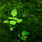 Live Java Moss Aquarium Plant product image 2