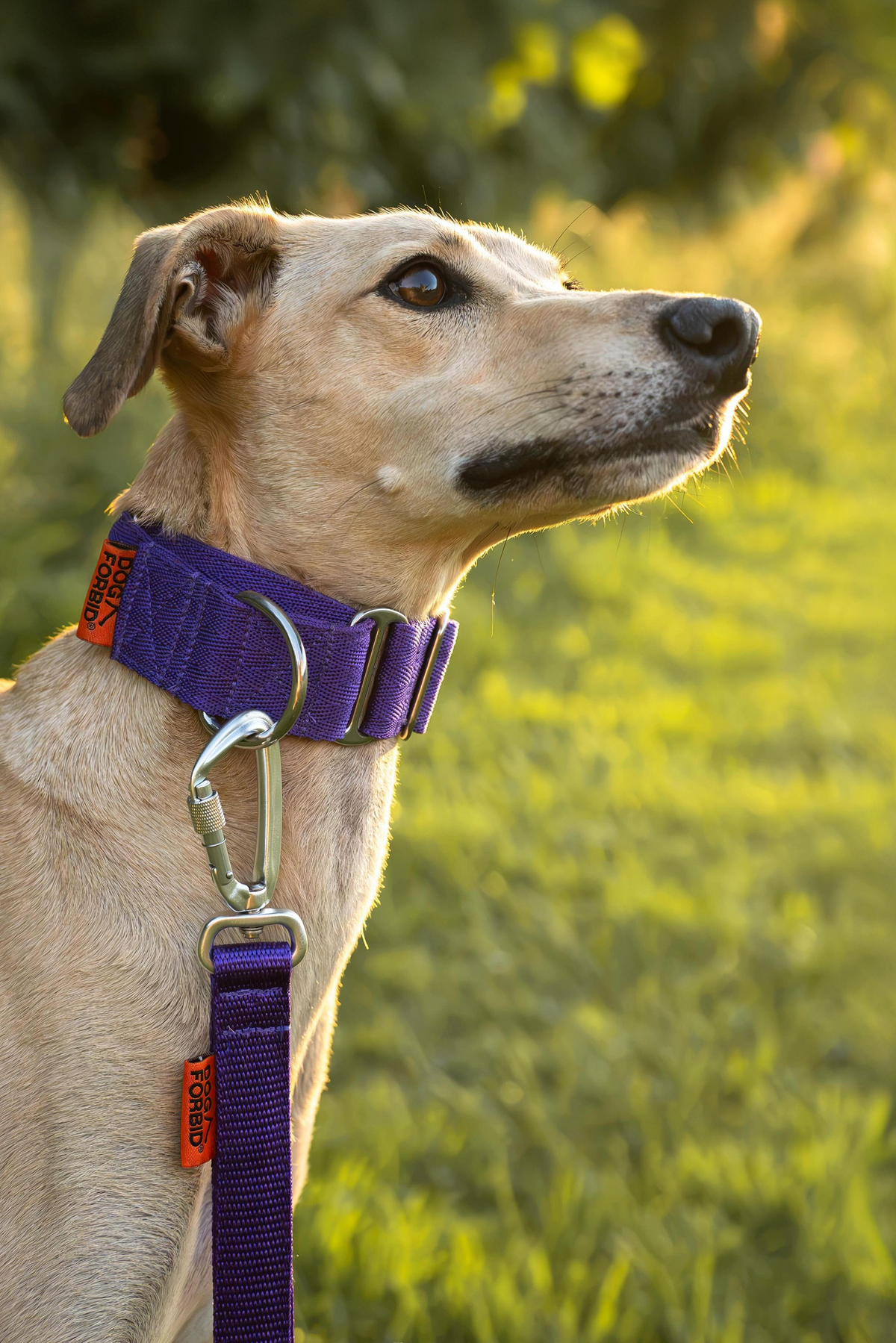Martingale Dog Collar product image 2