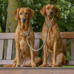 Dog Leads product image 2
