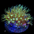 Green Star Polyp Coral product image 2