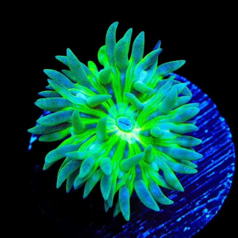 Duncan Coral product image 2