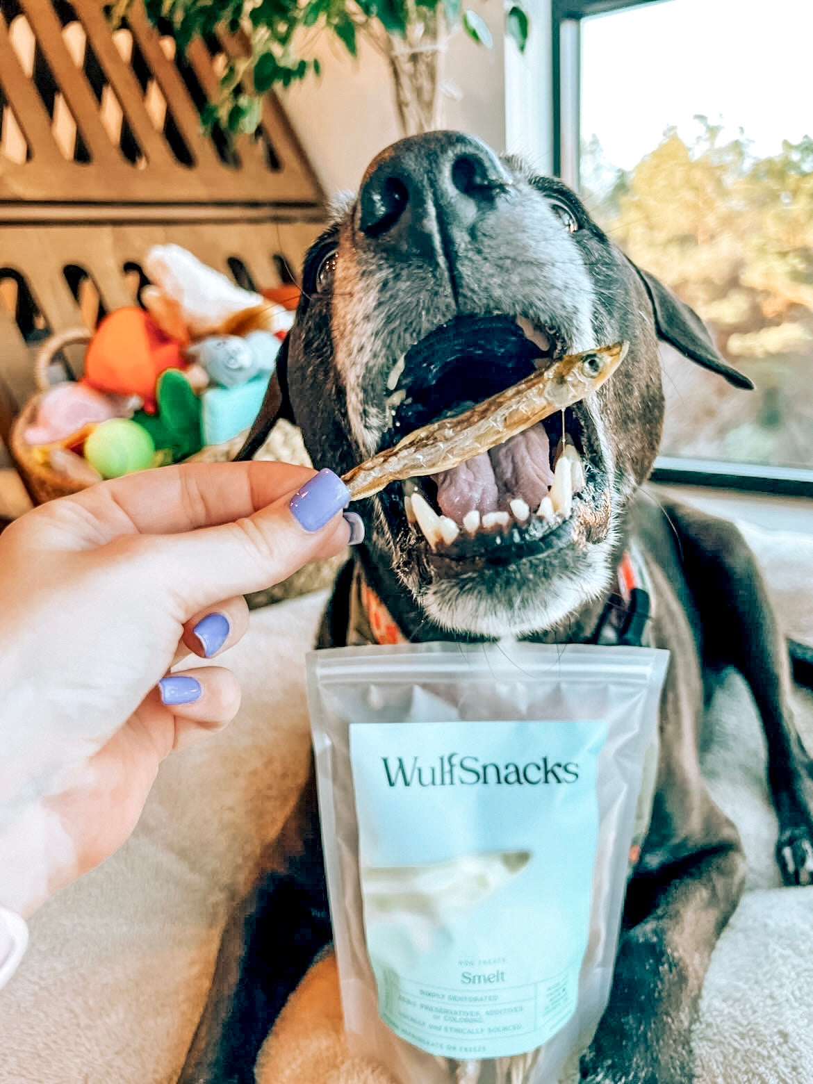 Whole Smelt Pet Treats product image 2