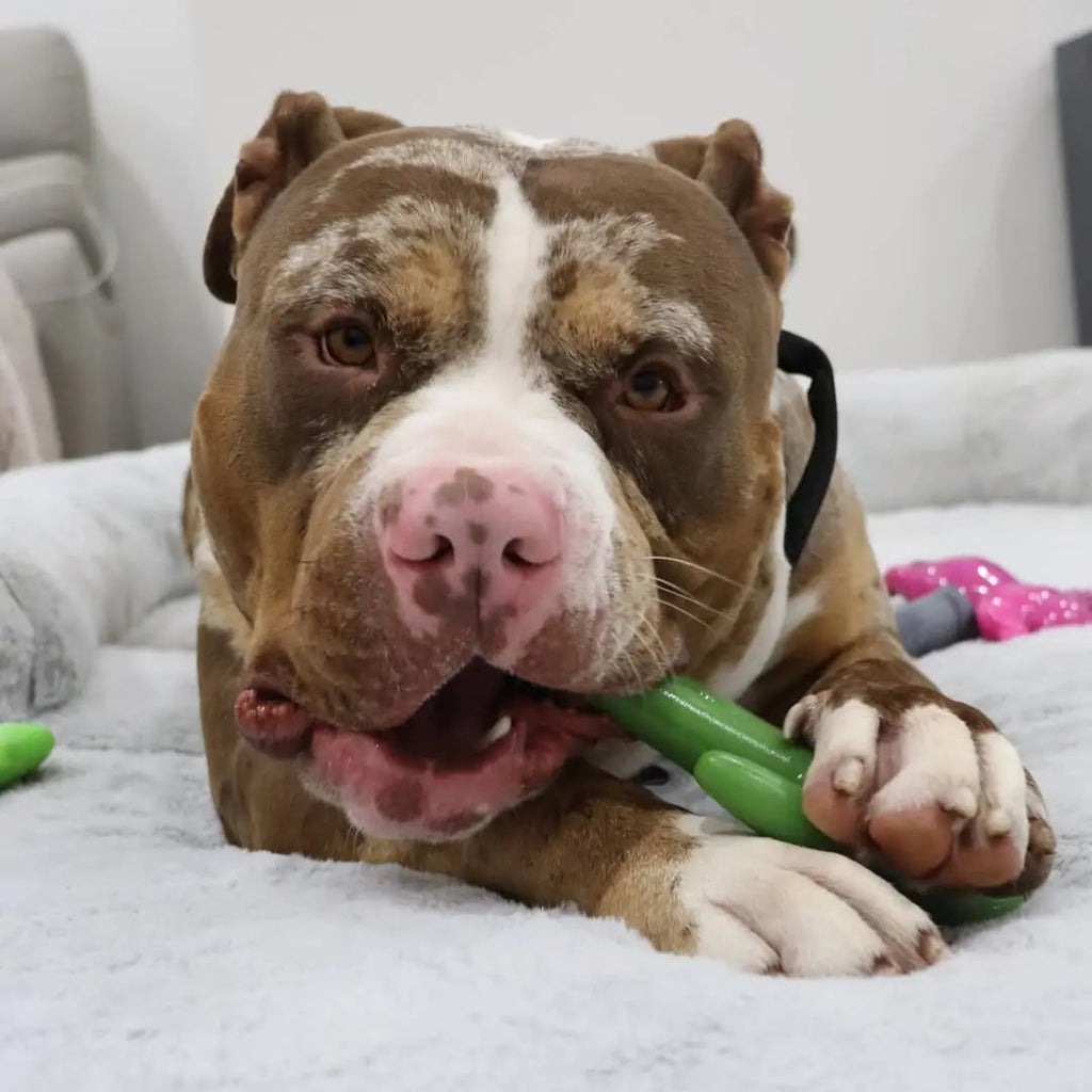 Dog Chew Toy product image 2