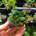 Aquarium Plant product image 2
