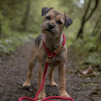 Dog Leads product image 2