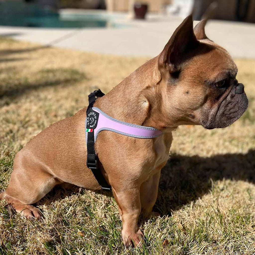 Pet Harness product image 2