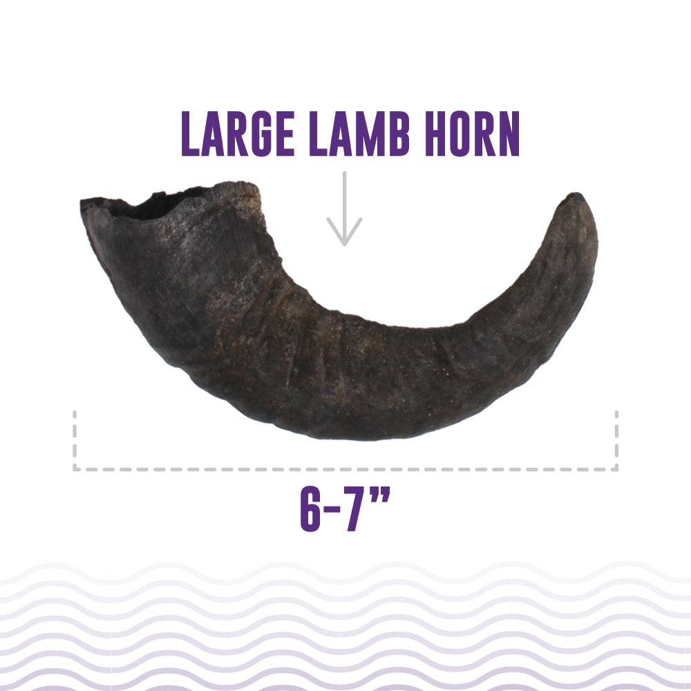 Large Lamb Horn Dog Chew product image 2