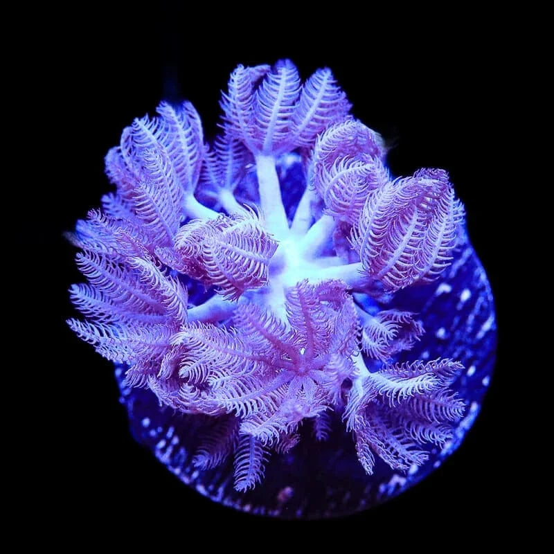 Pulsing Xenia Coral product image 2