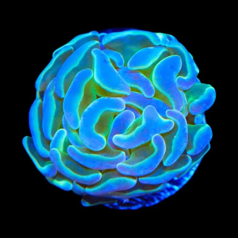 Hammer Coral product image 2