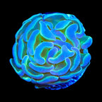 Hammer Coral product image 2