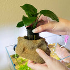 Bare-Bottom Aquarium Plant Holder product image 2