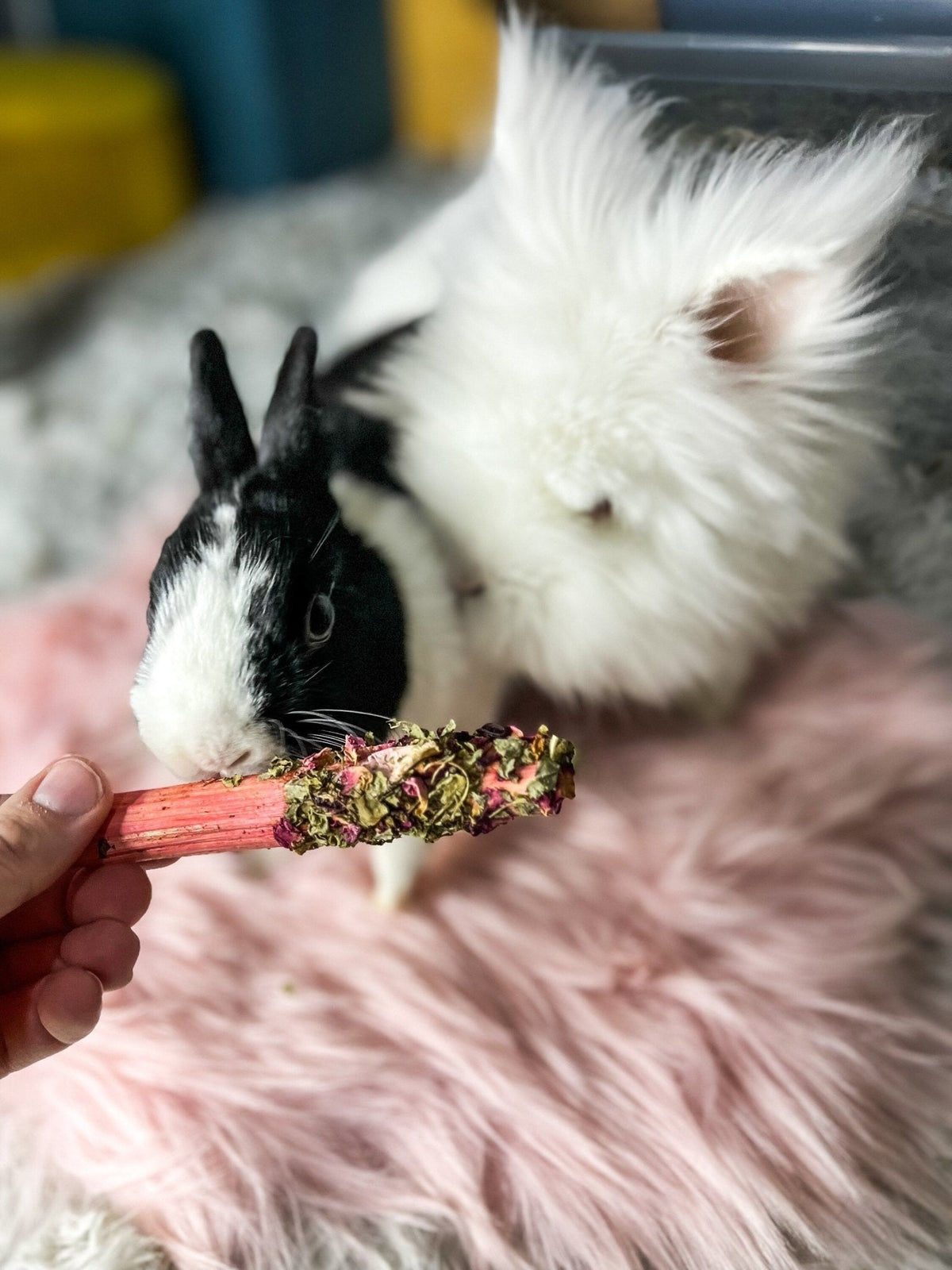 Rabbit Chew Sticks product image 2