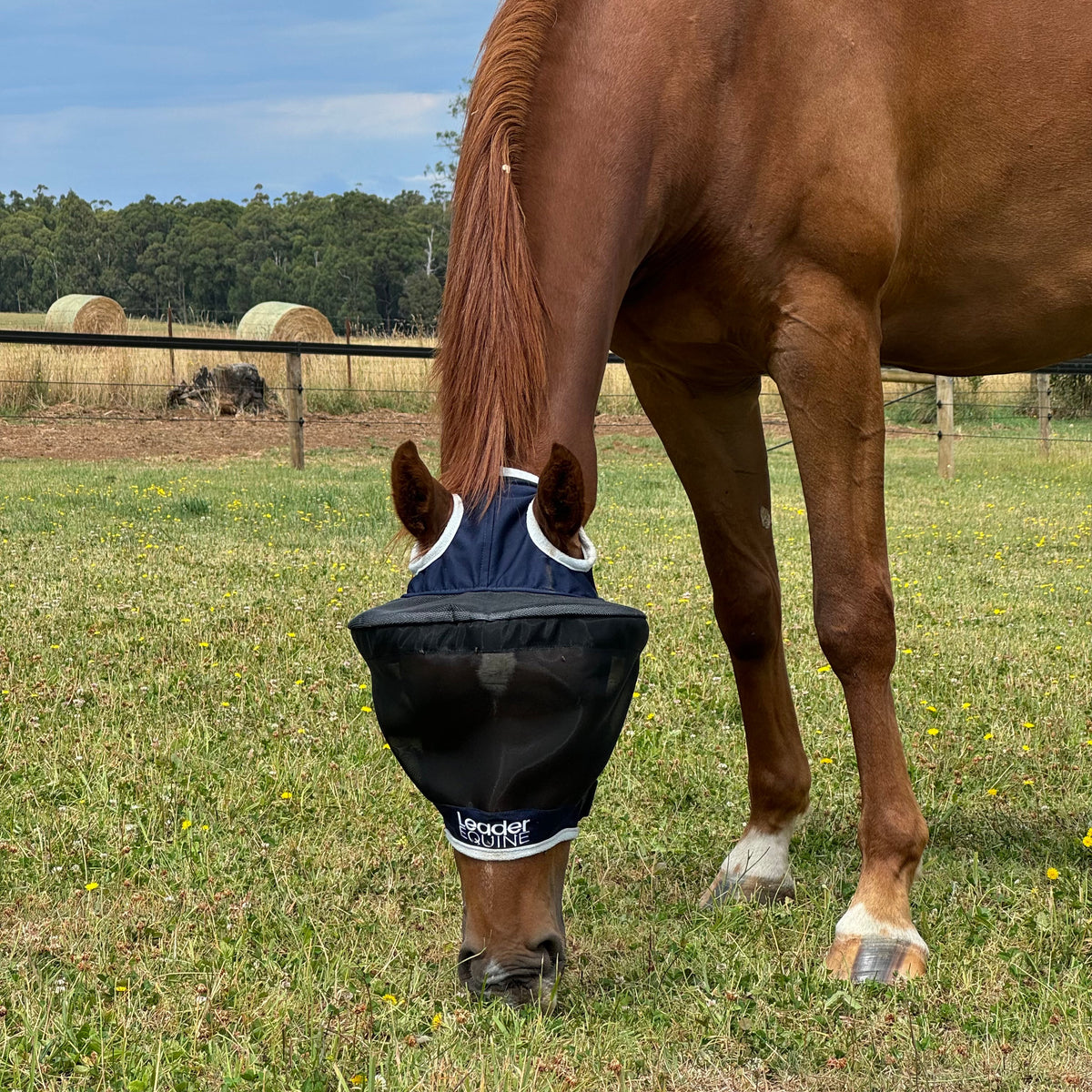 Horse Fly Mask product image 2