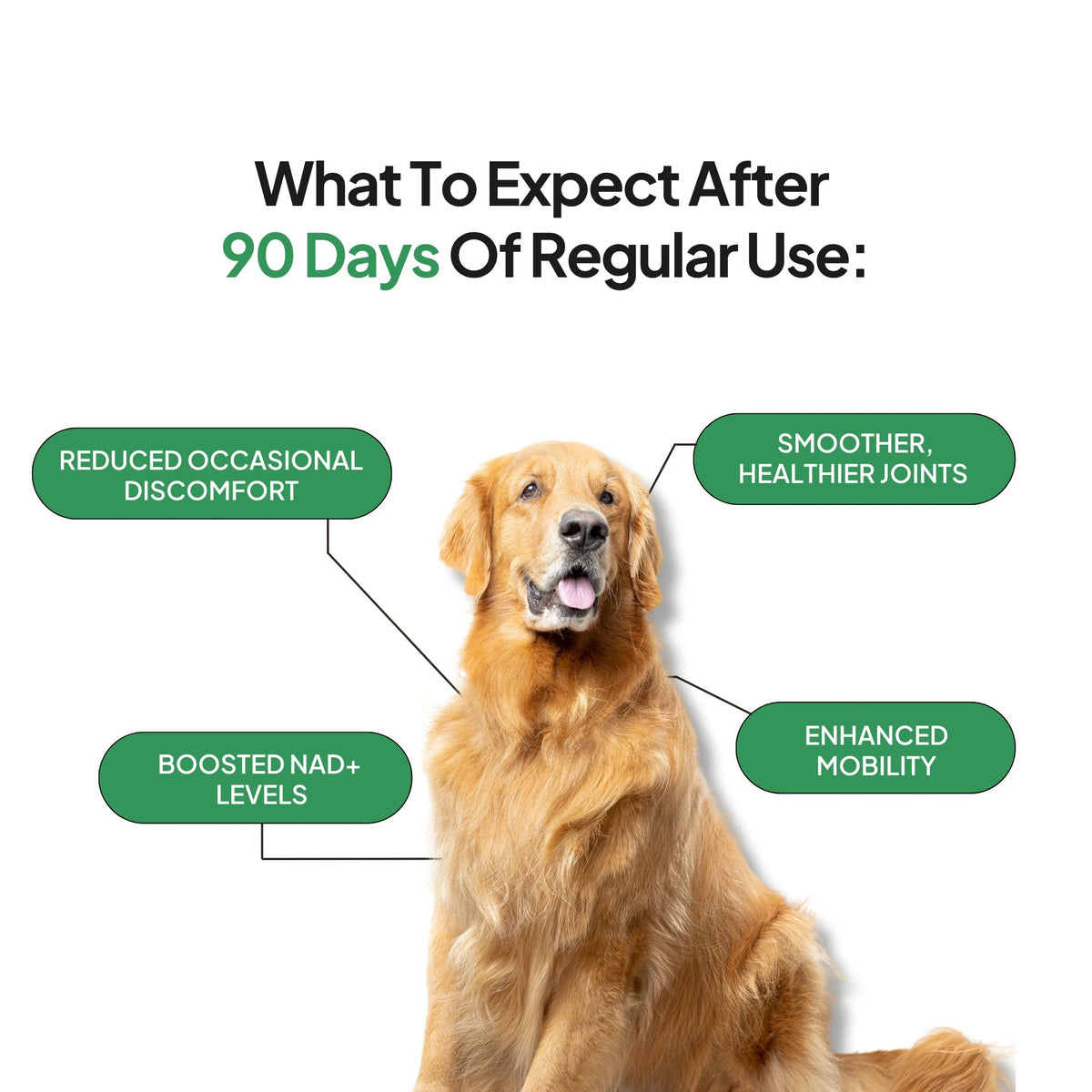 Dog Joint Supplement product image 2