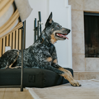Orthopedic Dog Bed product image 2