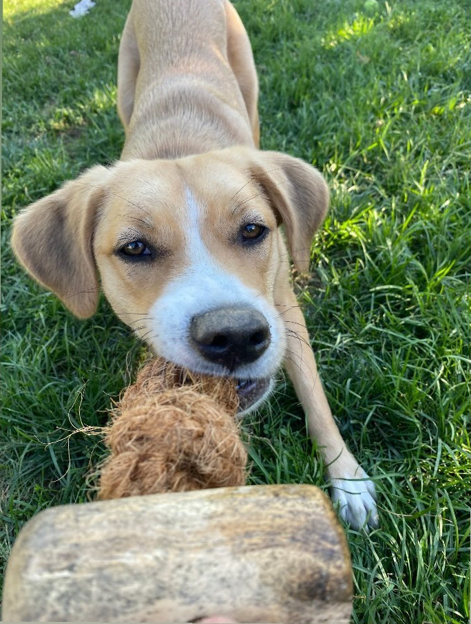 Coconut Rope and Coffee Wood Dog Chew Toy product image 2