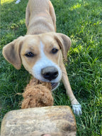 Coconut Rope and Coffee Wood Dog Chew Toy product image 2