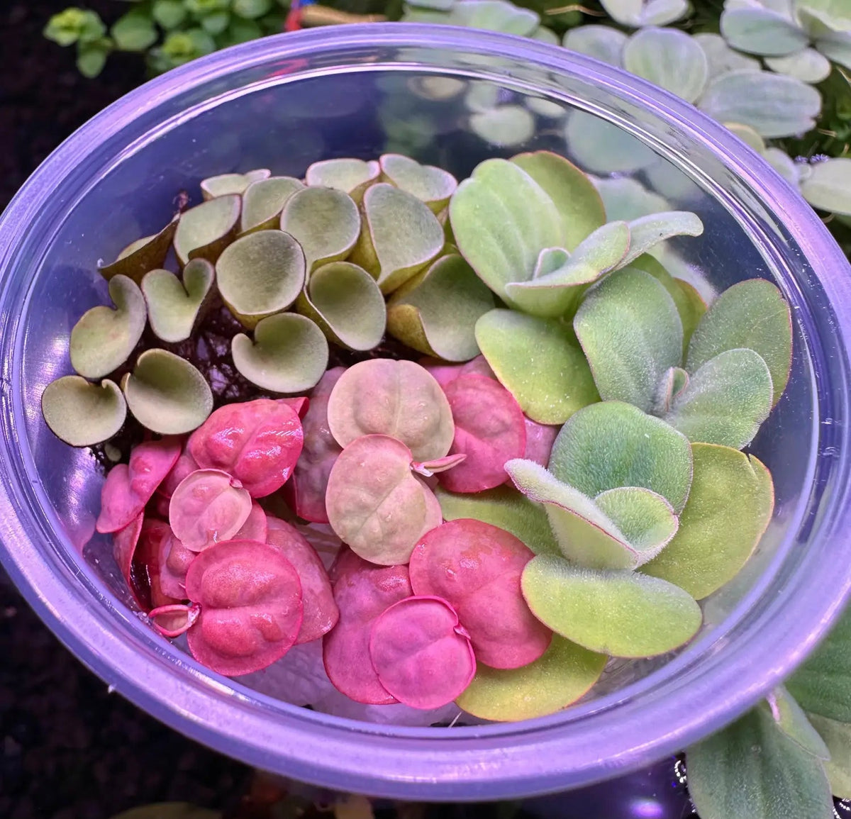 Live Aquarium Plants product image 2