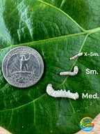 Live Silkworms product image 2