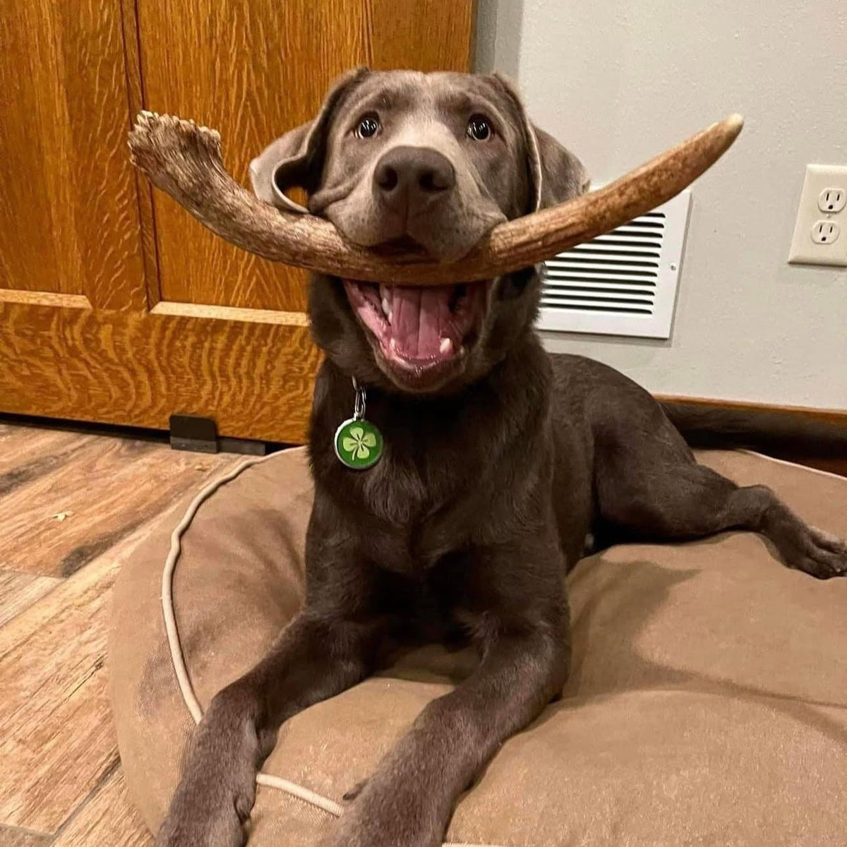 Moose Antler Dog Chew product image 2