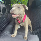 Dog Car Seat Cover product image 2