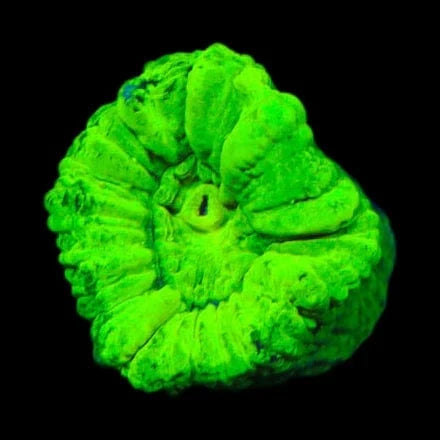 Candy Cane Coral product image 2